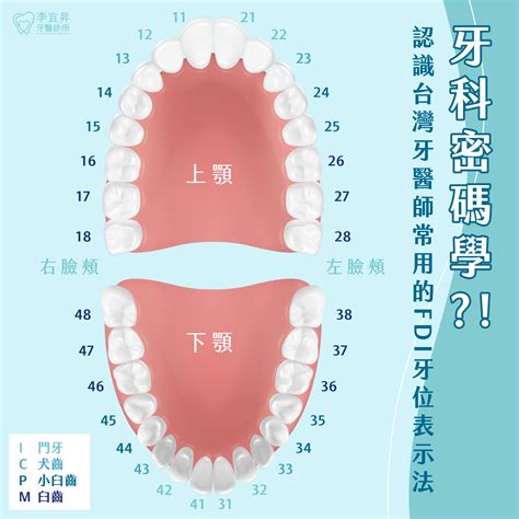 牙齒數量命運|牙齒「算命」：你的牙齒代表了什麼樣的命運？